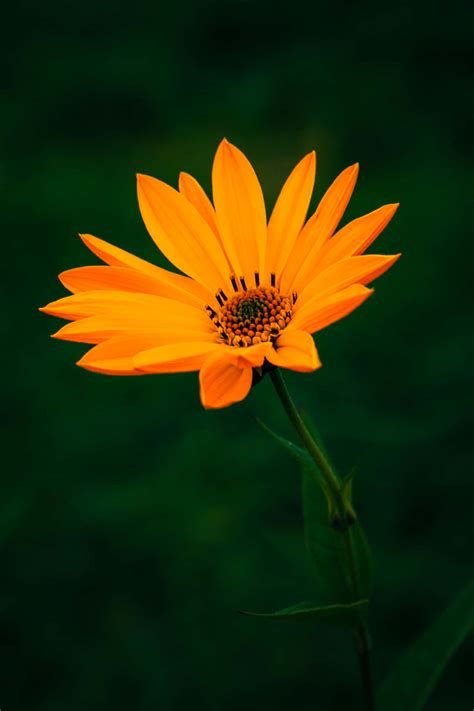[100+] Orange Flower Wallpapers | Wallpapers.com