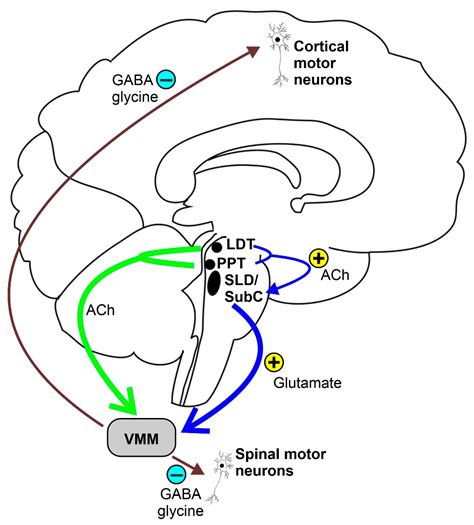 Neurophysiological Aspects of REM Sleep Behavior Disorder (RBD): A Narrative Review