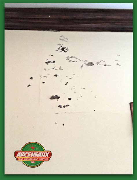 Image result for Formosan Termites