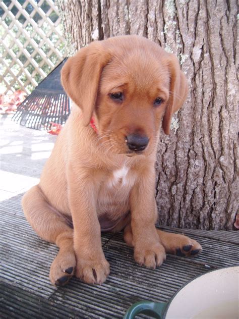 Fox Red Labrador Retriever Puppies - Stom