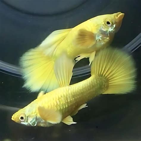 Shop Guppy Full Gold – a radiant golden guppy with shimmering full-body ...