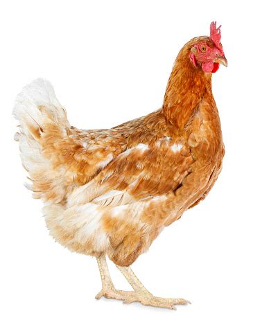 Image result for Hen Design Algorithm
