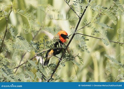 Male Black-winged Red Bishop, Euplectes Hordeaceus, Hidden in a Bush ...