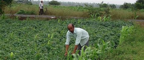 Organic Farming to Bring Holistic Growth | NewsClick