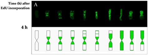 Impact of Mutagens on DNA Replication in Barley Chromosomes