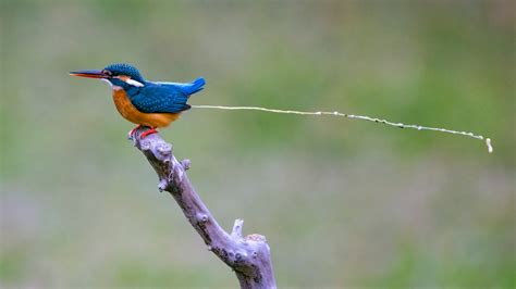 Are Bird Droppings Dangerous To Dogs