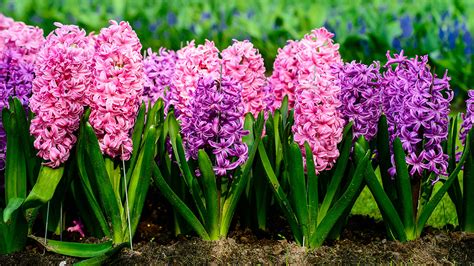 Hyacinth Symbolism, Origins, and Meaning | Petal Talk