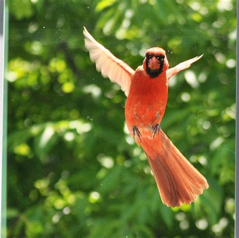 The Spiritual Meaning of a Bird Pecking at Your Window: A Divine ...