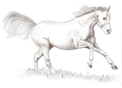 Horse Drawing Pictures | Drawing Pictures
