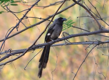 birds of rajaji national park, bird watching in rajaji natioanl park