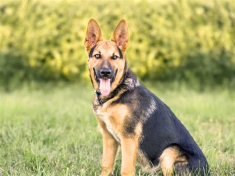 Image result for German Shepherd Exercise Chart