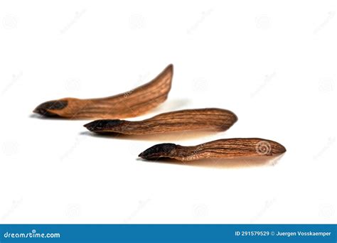 Set of Nature Pine Seeds with Wings and Nuts Isolated on White ...