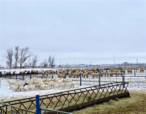 Image result for Sheep Science Lab