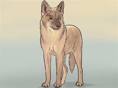 How to Draw a Coyote (with Pictures) - wikiHow