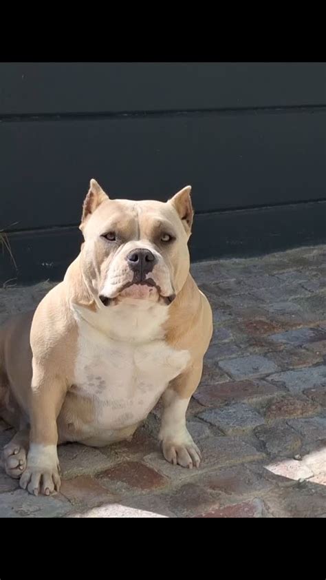 Image result for Bully Silentpatch Install