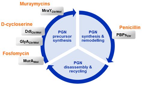 The MraY Inhibitor Muraymycin D2 and Its Derivatives Induce Enlarged ...