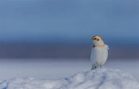 Wallpaper snow, background, bird, Snow Buntings, Snow plantain for ...