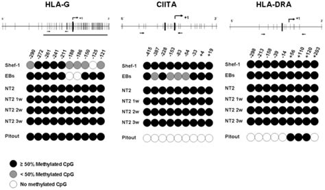 Promoter Region Models 的图像结果