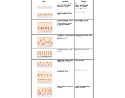 Epithelial tissues identification Quiz