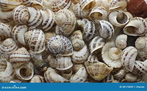 Image result for Marine Shells