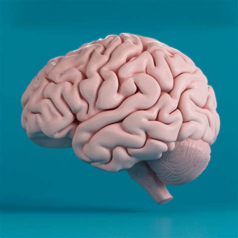 Image result for Brain Machine Learning Vector