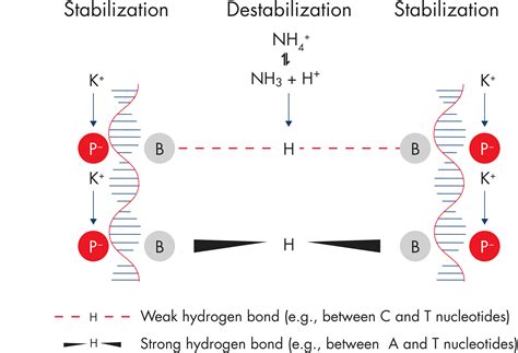 Image result for RNA Structure and Function