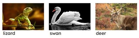 Image result for How Do Classification Keys Work