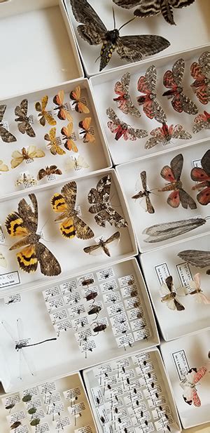 4-H Virtual Insect Collection 的图像结果