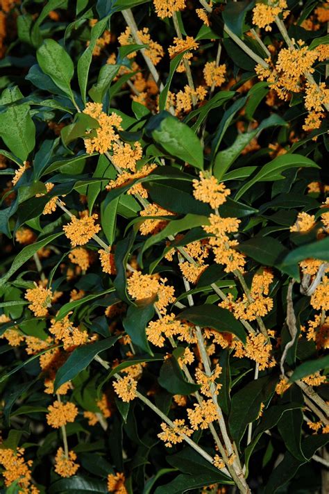 How to Grow Tea Olive | HGTV