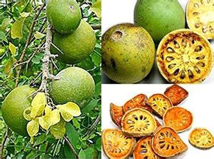 Aywal Aegle marmelos , Bael Patra Seed Price in India - Buy Aywal Aegle ...