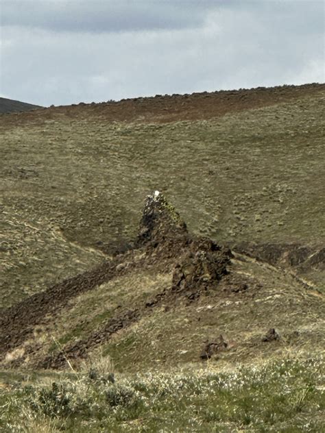 Trees of Stone Trail Vantage Wa. 2023 - Sundown M Ranch