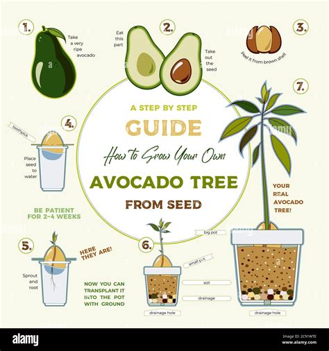 Avocado tree vector growing guide poster. Green simple instruction to ...
