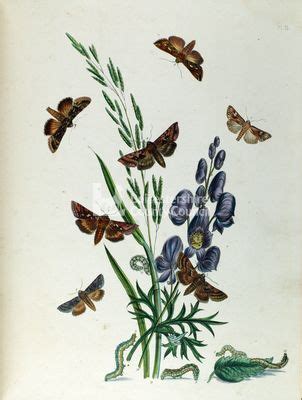 Book Plates: Flora and Fauna | California illustration, Book plates ...