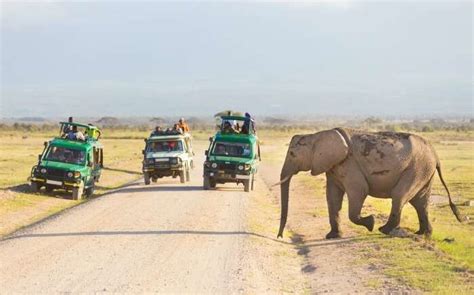 Best Safari In Kenya: Ultimate Guide To A Vacation In The Wild