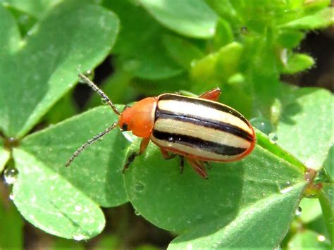36 Common Beetles With Stripes (Pictures And Identification)