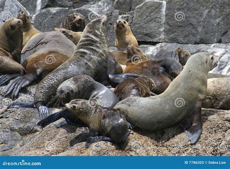 Lobos Marinos Australianos, Tasmania, Australia Imagen de archivo ...