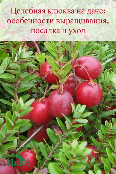 Целебная клюква: выращивание и уход на даче