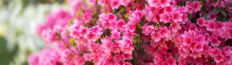Download wallpaper flowers, branches, spring, flowering, Azalea ...