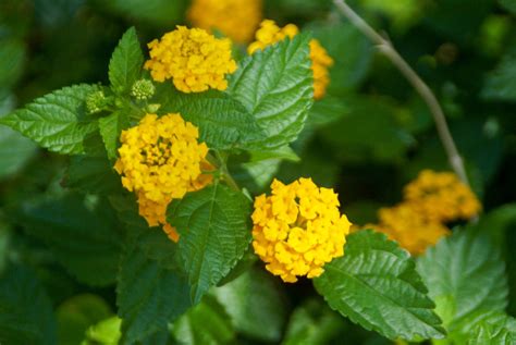 Lantana, yellow blossoms (Lantana camara) - Michael A. Gilkey, Inc.
