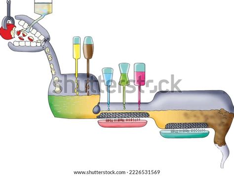 Digestive System Models On Paper Tutorial 的图像结果