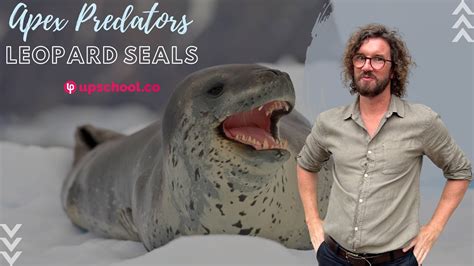 Apex Predators - Leopard Seals on Vimeo