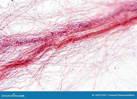 Areolar Connective Tissue Under the Microscope View Stock Illustration ...