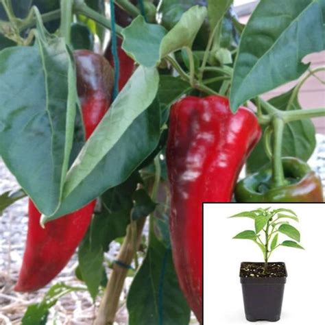 Pepperoncini Pepper Plant