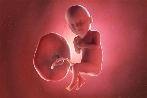 Desenvolvimento do bebê - 33 semanas de gestação - Tua Saúde