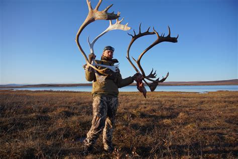 Caribou Hunt Report - Unguided Alaska