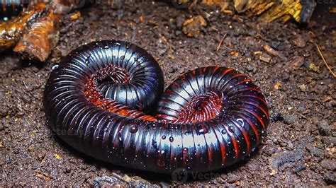The giant African millipede Archispirostreptus gigas, is one of the ...