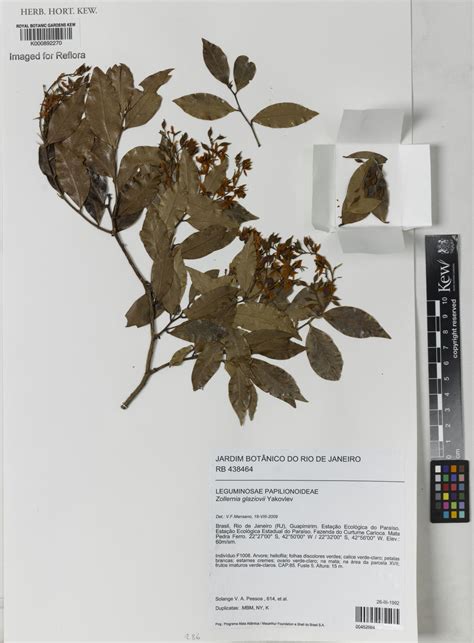 Zollernia glaziovii Yakovlev | Plants of the World Online | Kew Science
