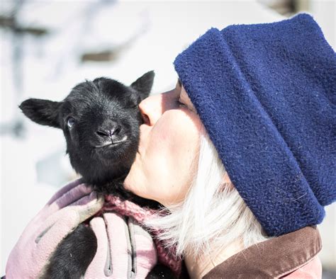 Sheep Care 的图像结果