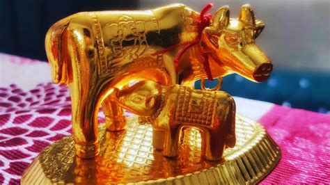 Vastu Kamdhenu Cow Benefits And Significance; Check 5 Best Places To ...