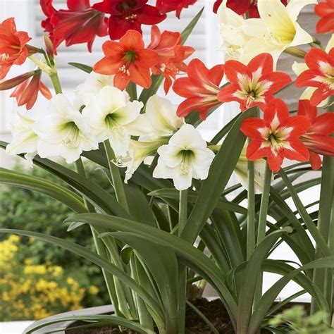 Buy Flower Bulb's Packs online from Nurserylive at lowest price.